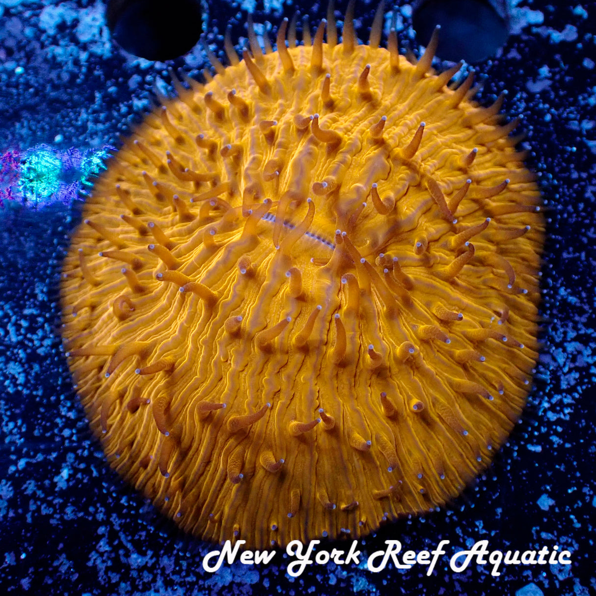 WYSIWYG Dark Orange Plate Coral 2.5 in