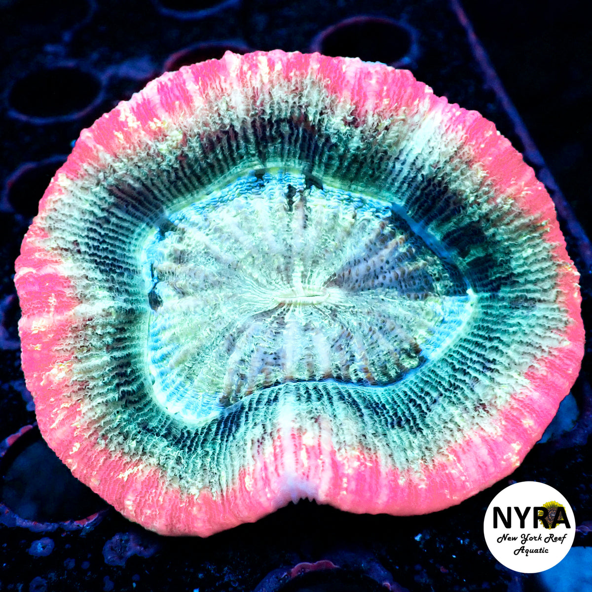 WYSIWYG Daydream Trachyphillia 3in R37C1