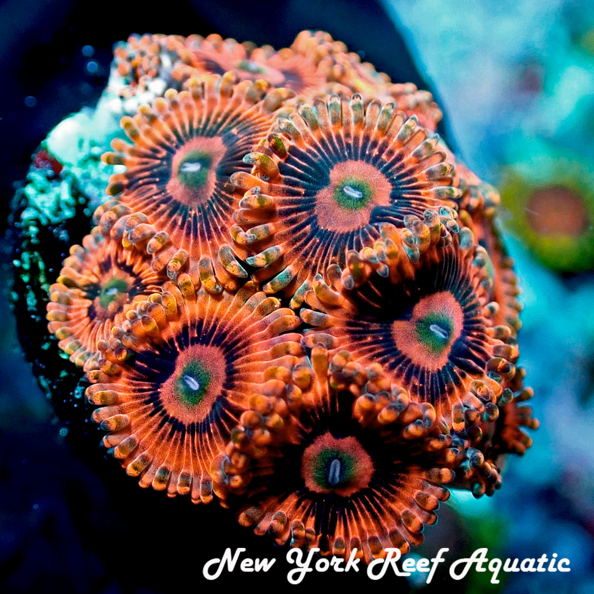 El-Corazon Zoanthids