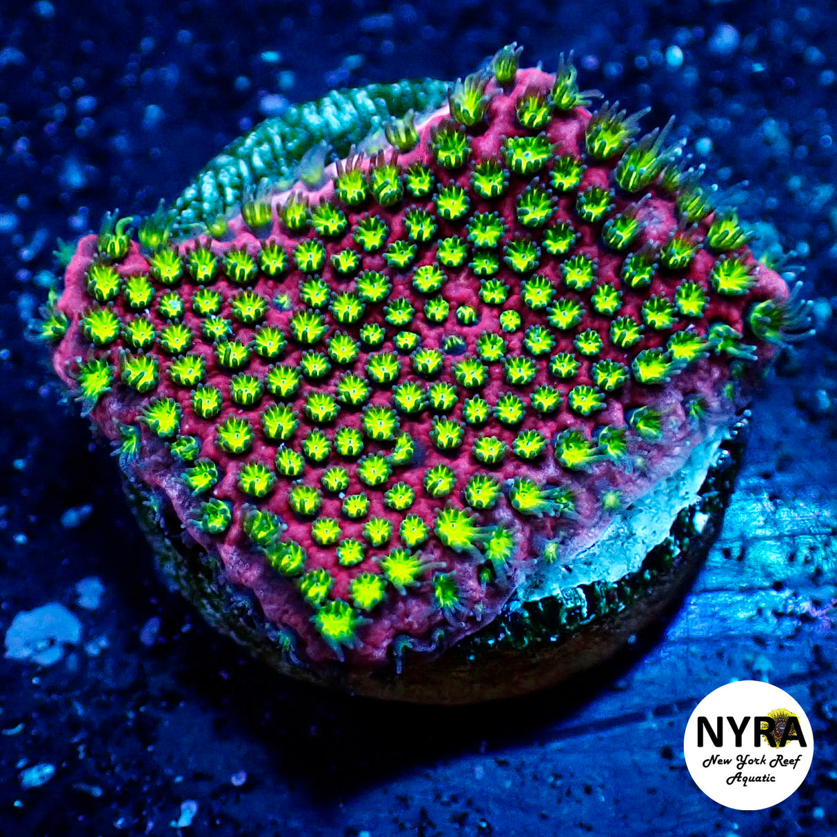 Electric Daisy Stylo