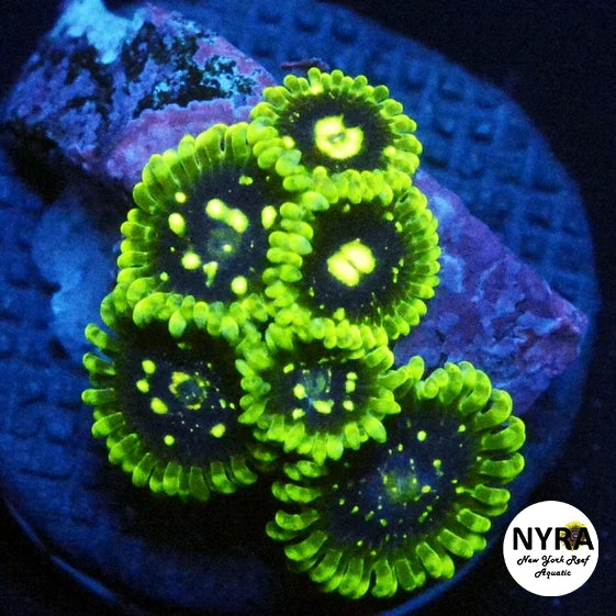 Exosphere Zoanthid 2 polyp frag
