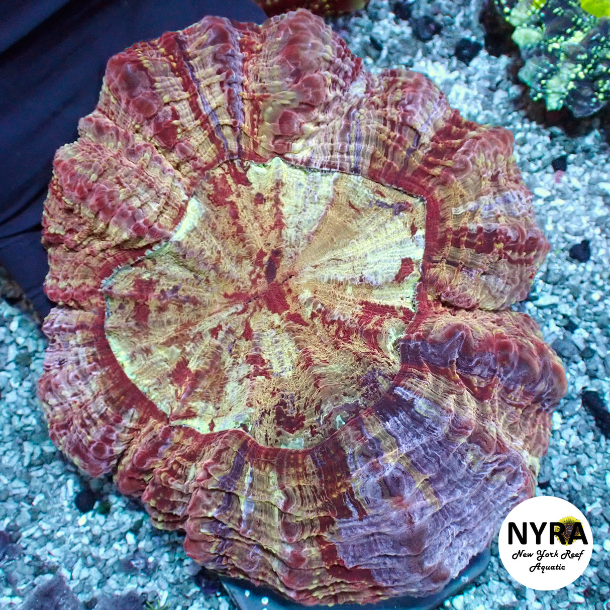 NYRA Golden Crown Acantho Meat Coral FSHBB1