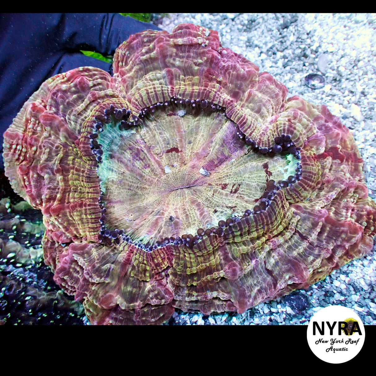 NYRA Monarch Acantho Meat Coral FSHBC2