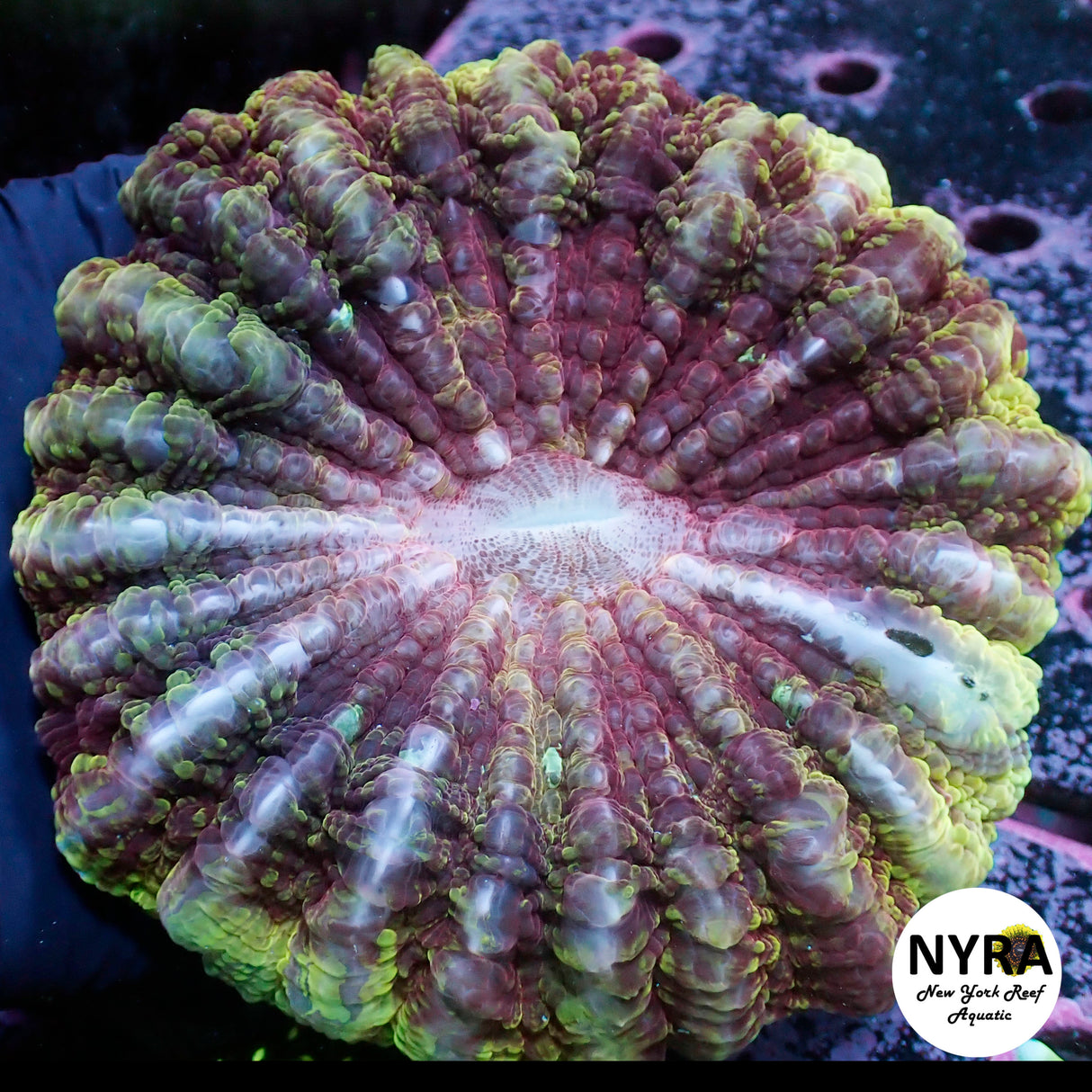 NYRA Velvet Crown Acantho Meat Coral FSHBC3