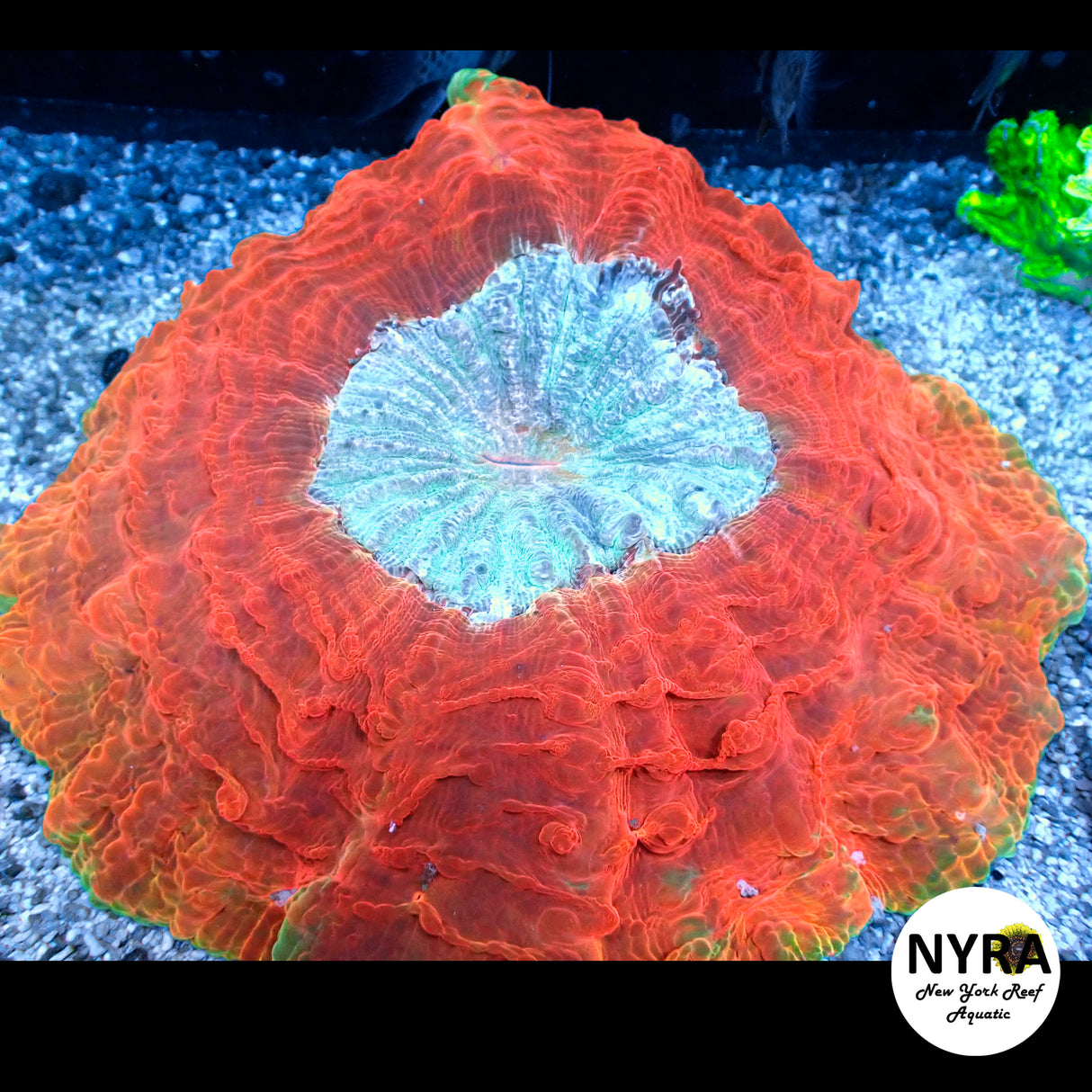 NYRA Magma Acantho Meat Coral FSHBD1