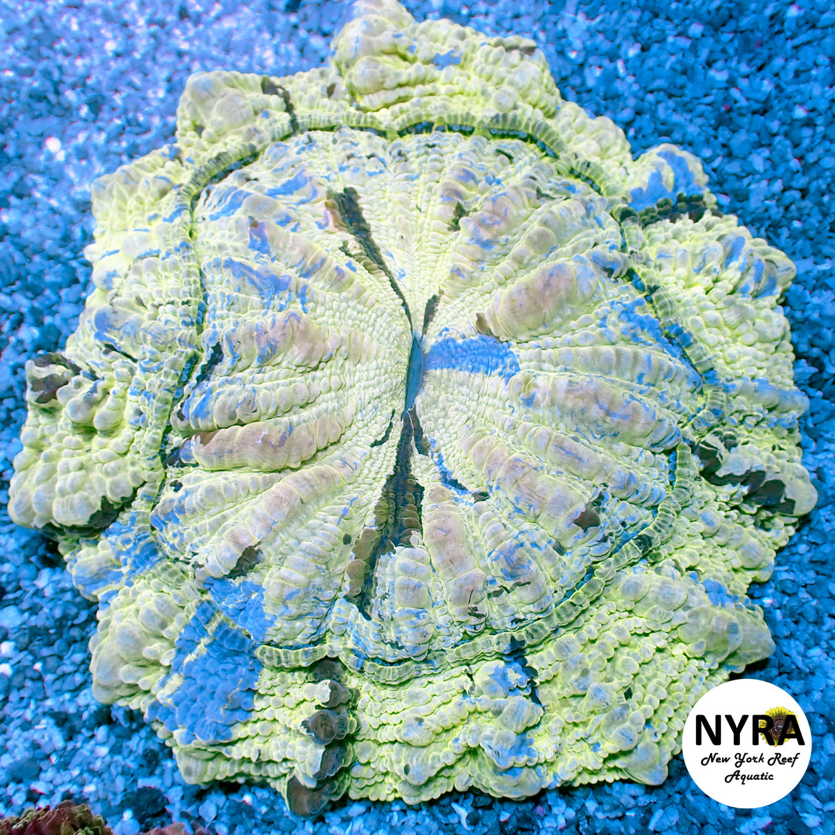 NYRA Aurora Veil Acantho Meat Coral FSHBE2