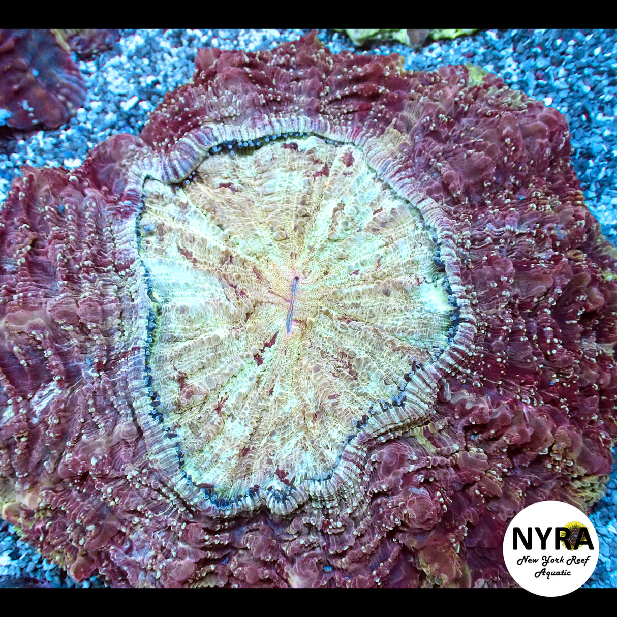 NYRA Spectral Acantho Meat Coral FSHBE3