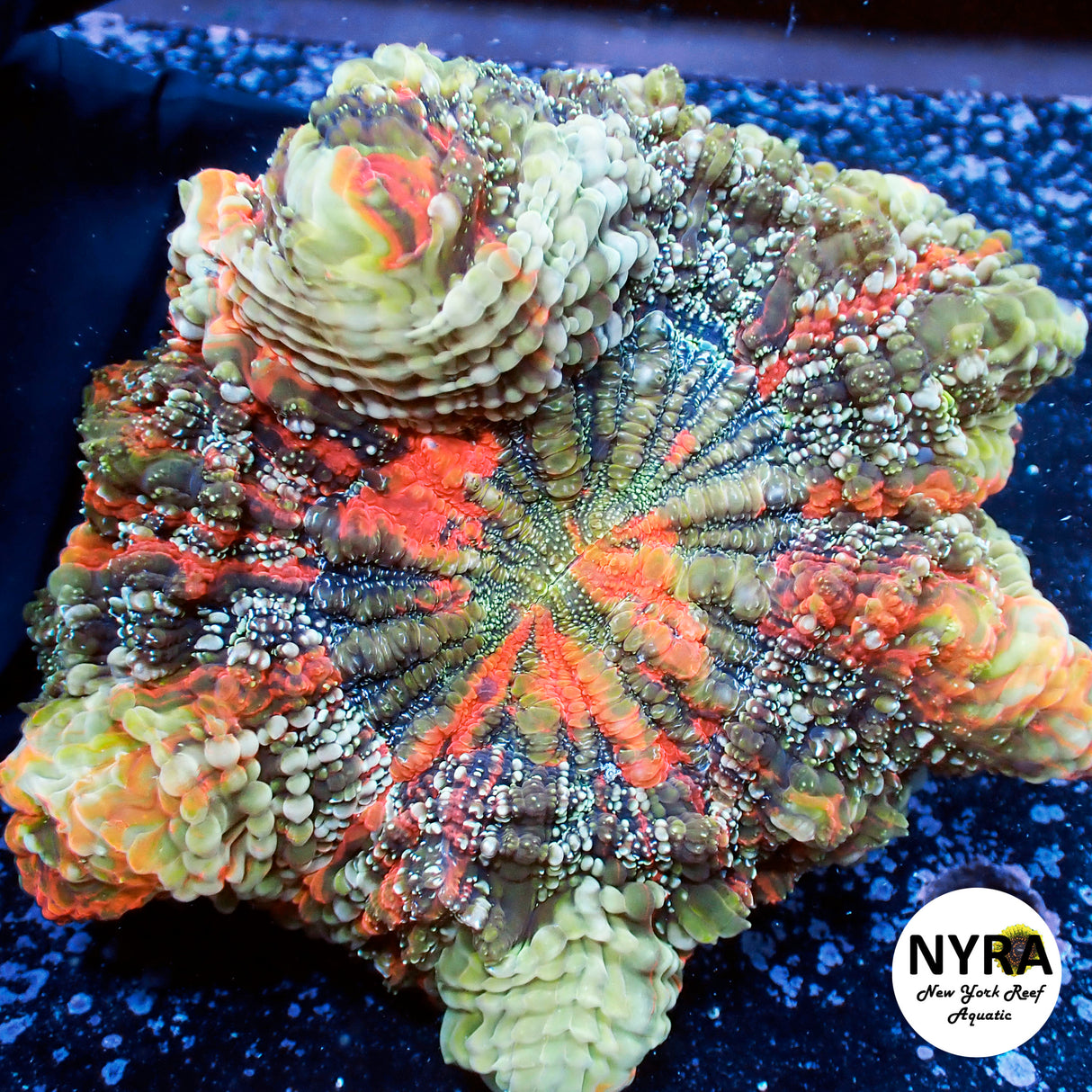 NYRA Cataclysm Acantho Meat Coral  FSHBF4
