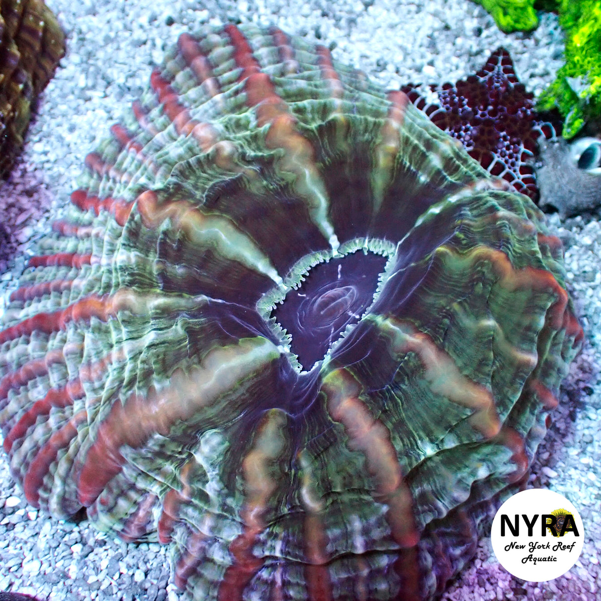 NYRA Eruption Point Cynarina FSHBG1