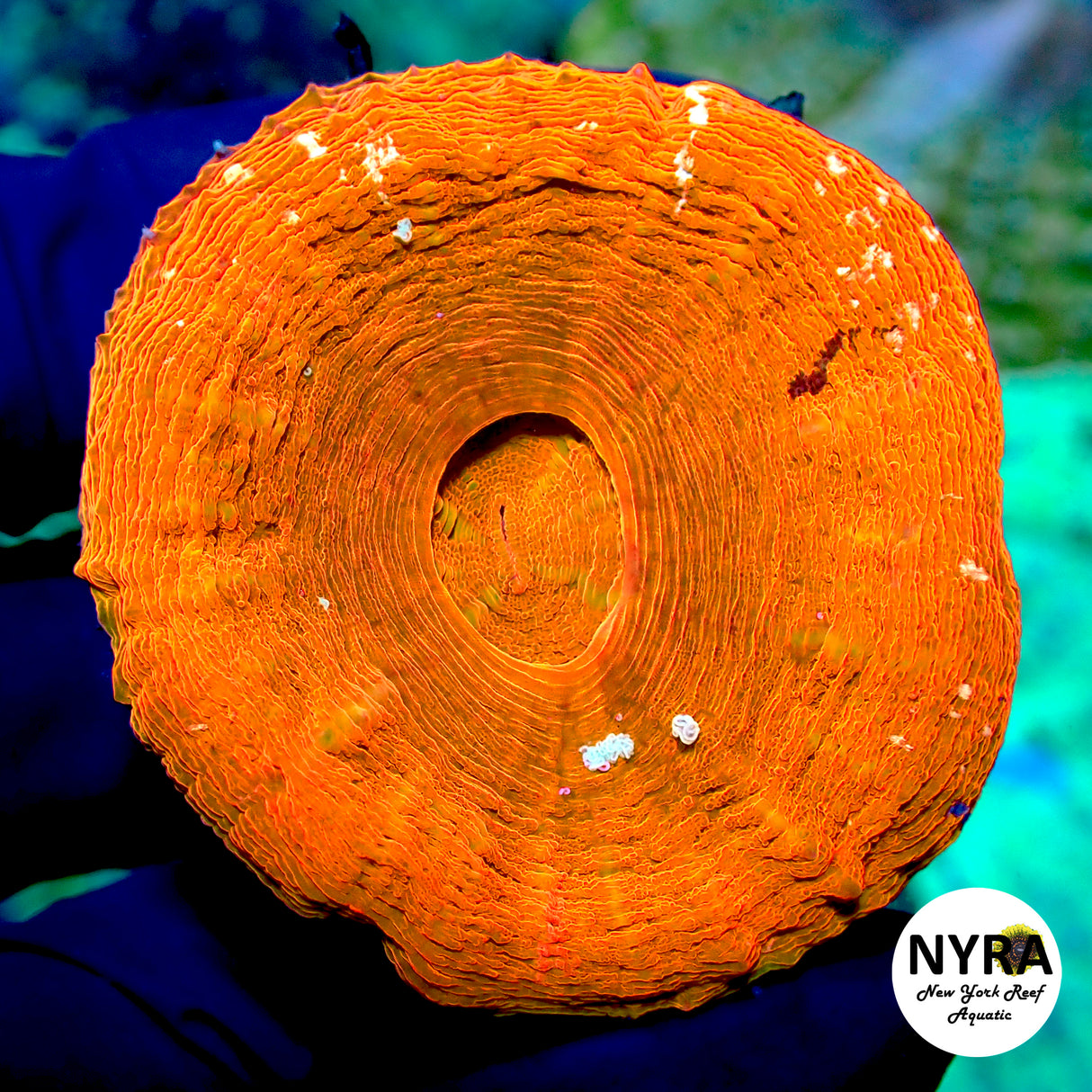 NYRA Red Giant Scoly FSHBG3