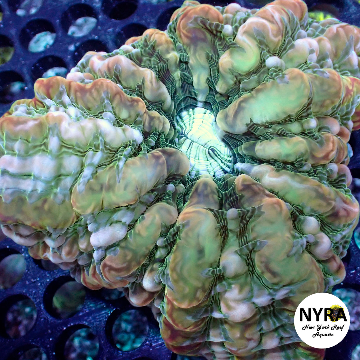NYRA Ragnarok Core Cynarina FSHBG5