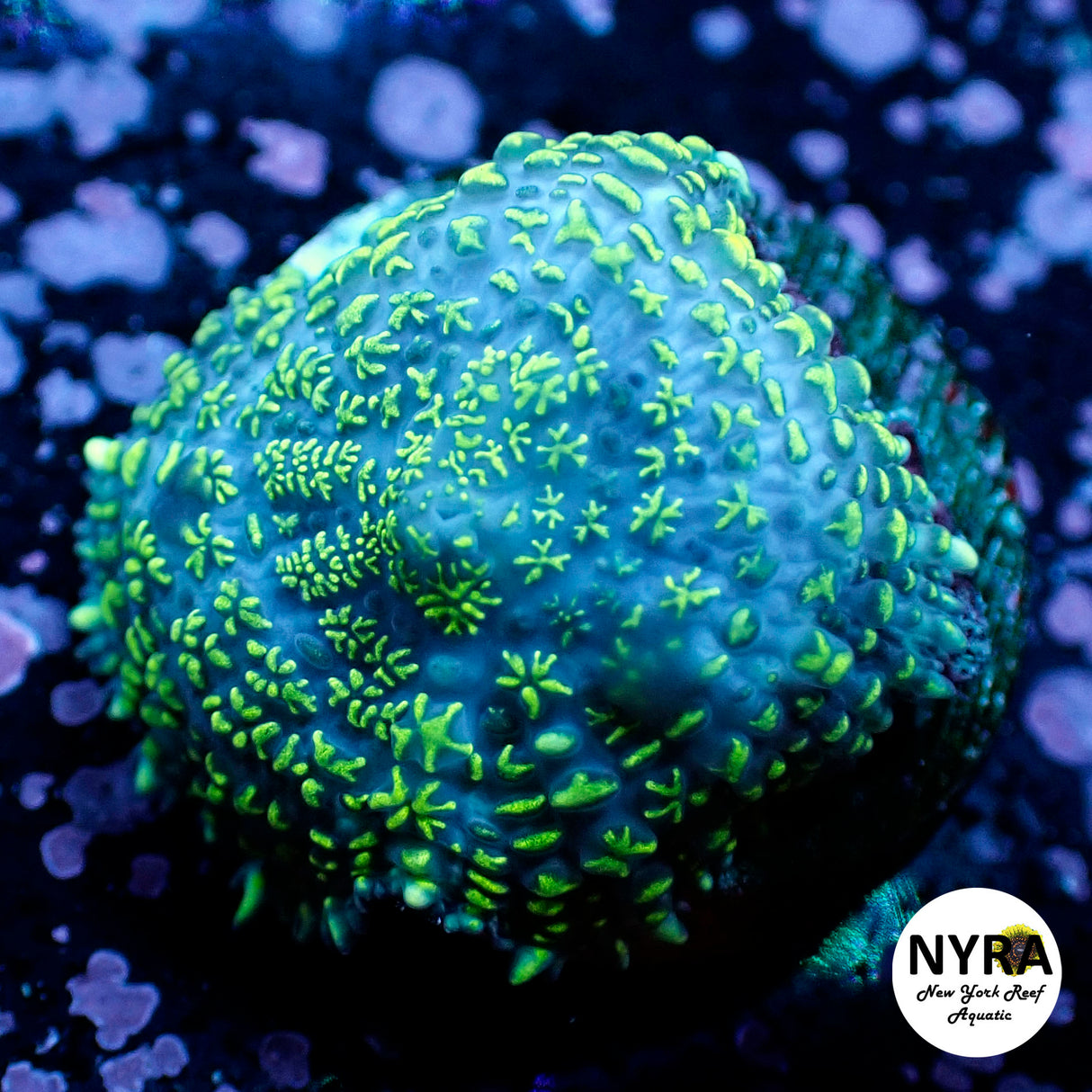 Oct Coral Drop WYSIWYG I FT1 Alien Invasion Mushroom 20