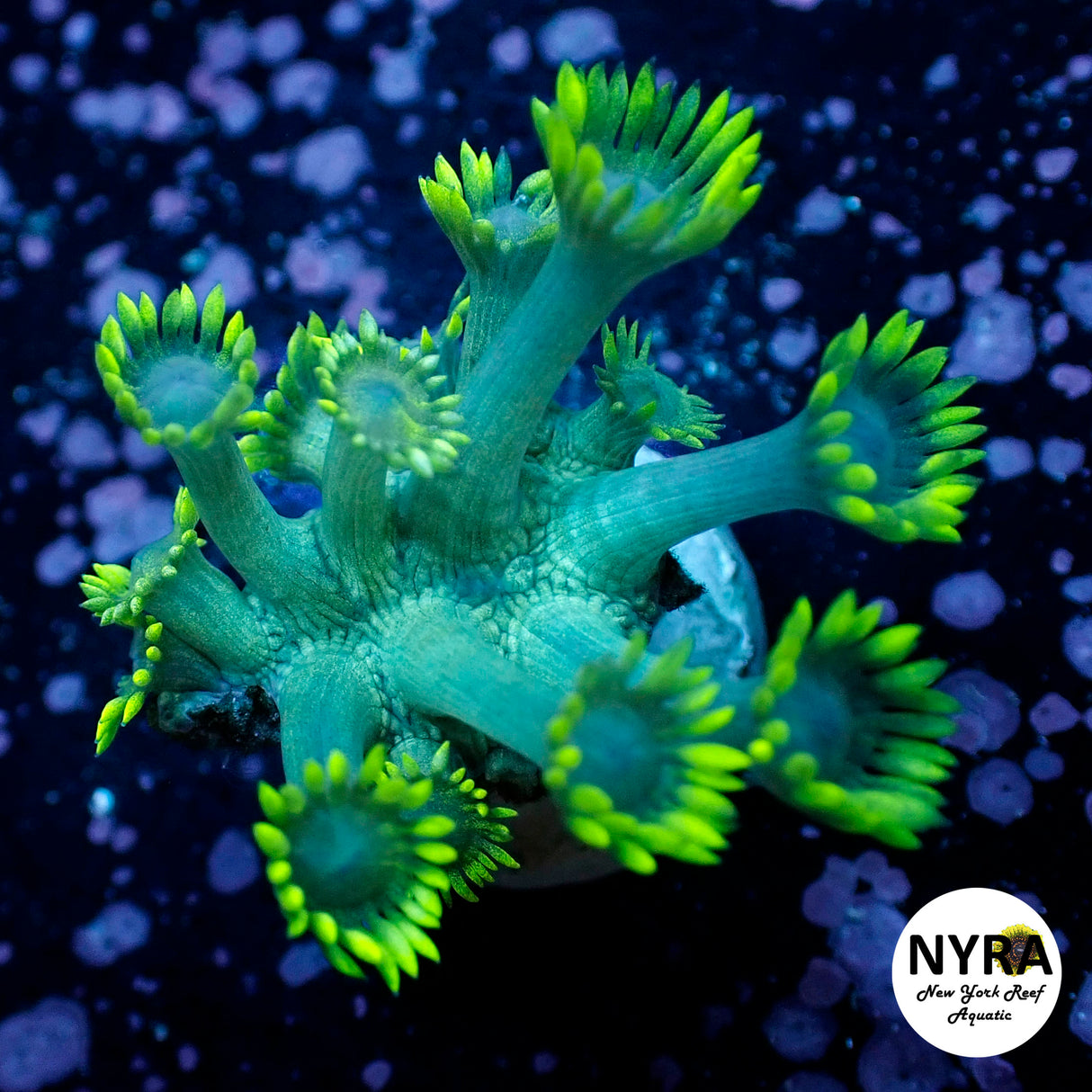 Oct Coral Drop WYSIWYG I FT1 Blue Eye Green Goni 25