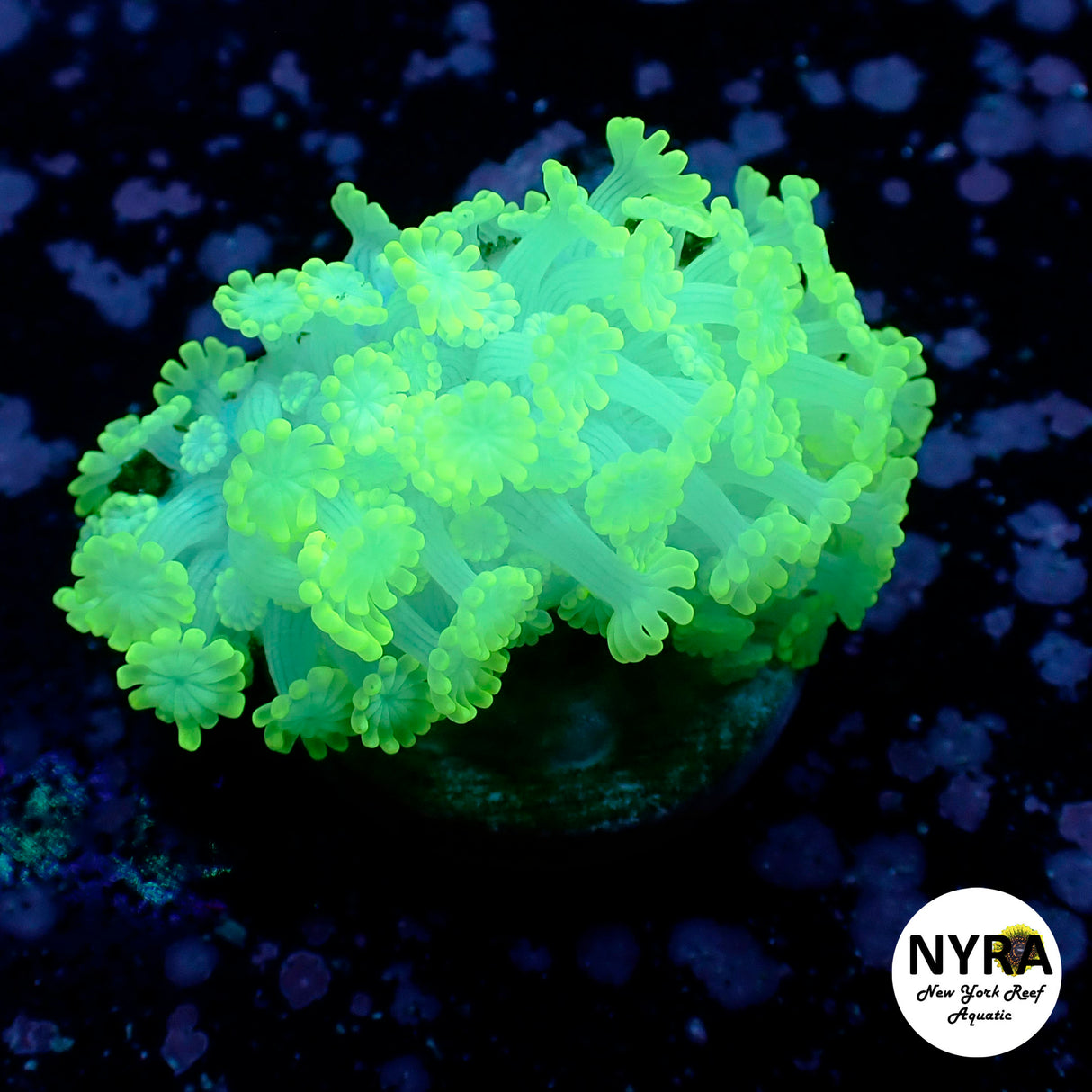 Oct Coral Drop WYSIWYG I FT1 Bright Neon Green Alevepora 30