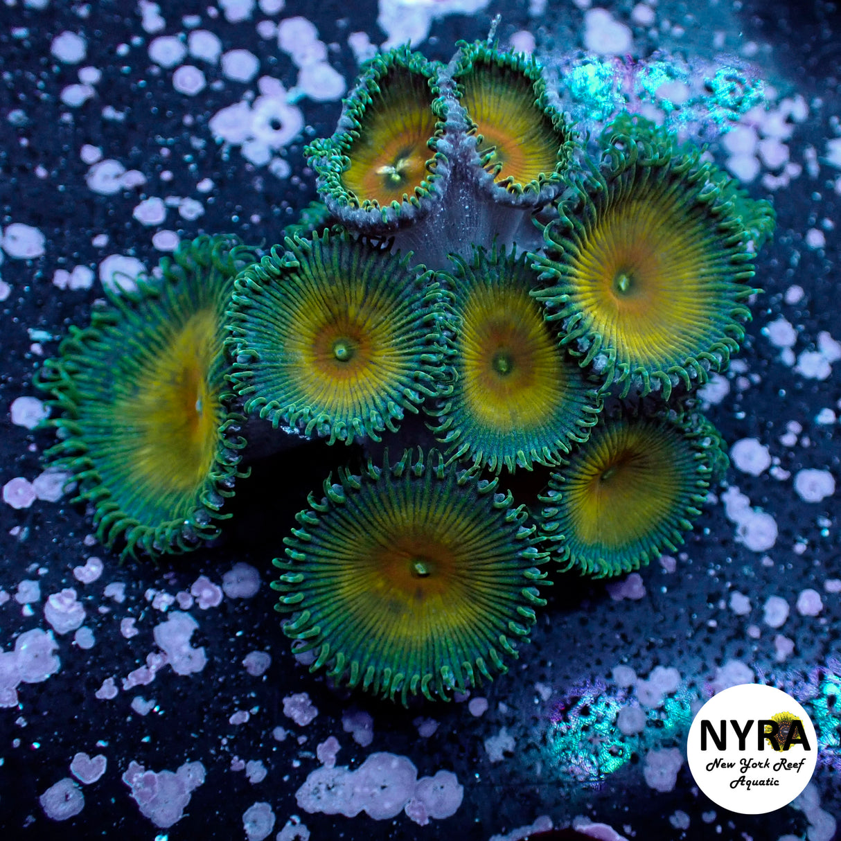 Oct Coral Drop WYSIWYG I FT1 Captain Jerk Palys 20