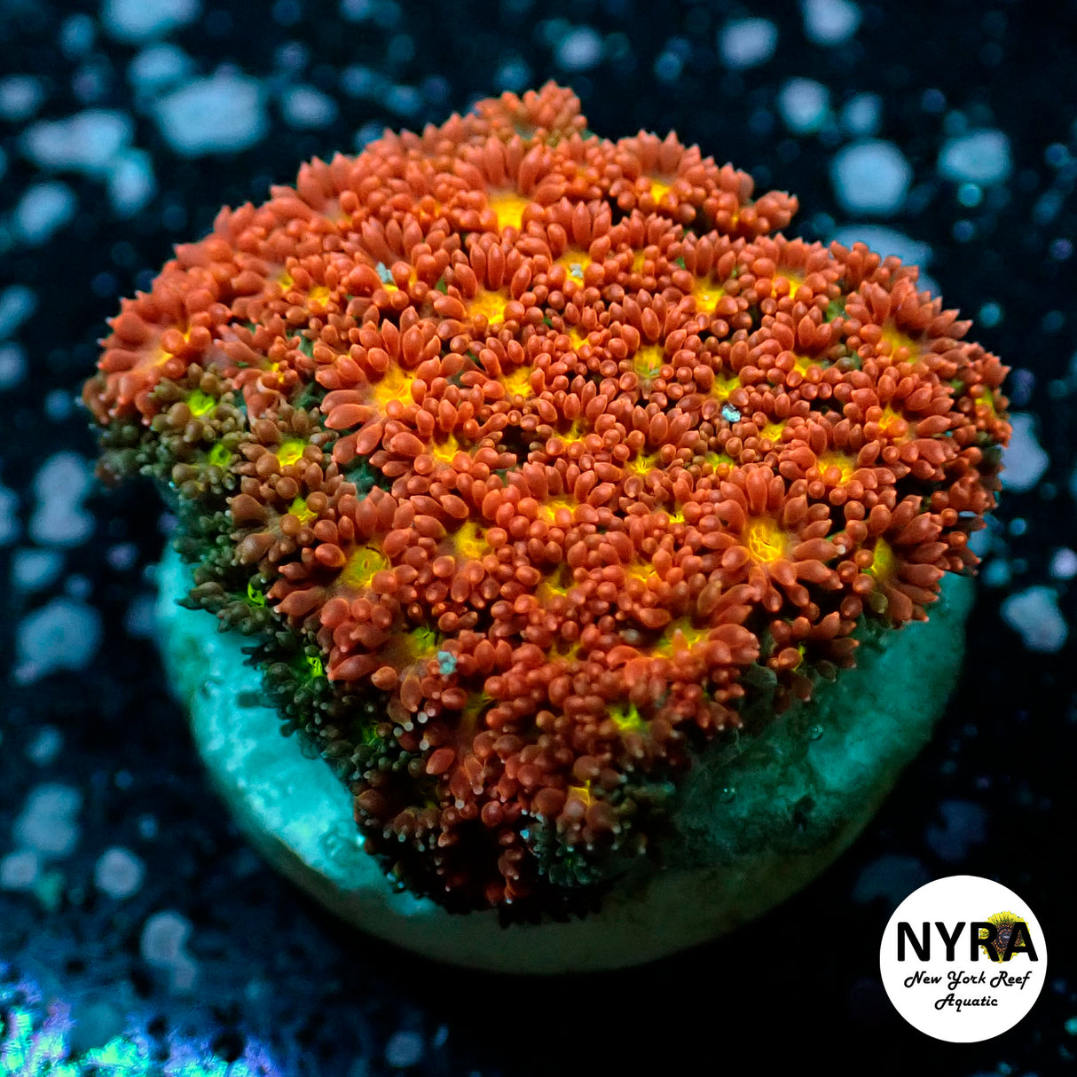 Oct Coral Drop WYSIWYG I FT1 Full Tilt Bernadapora 40