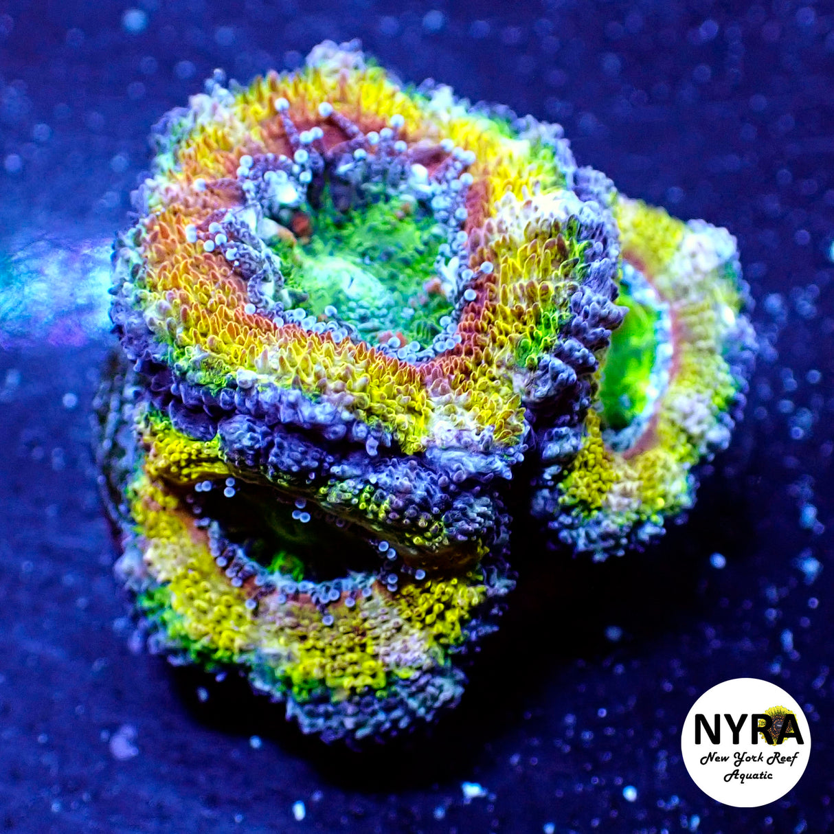 WYSIWYG Mohican Sun Acan 3 Heads FT1M6