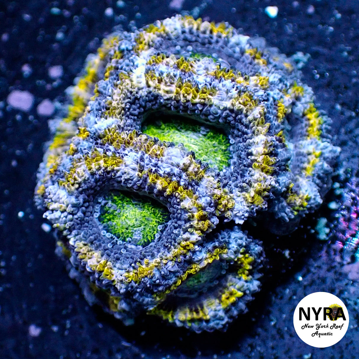 WYSIWYG NYRA Gold Rush Acan 8 Heads FT1M7