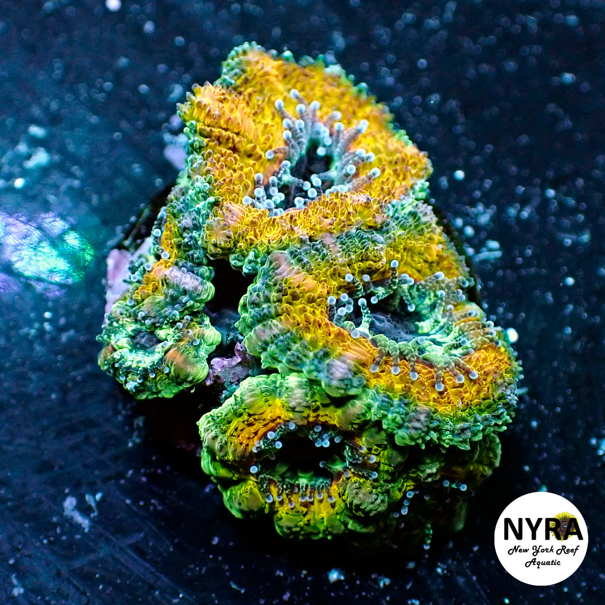 WYSIWYG NYRA Gi Joe Acan 4 Heads FT1N5