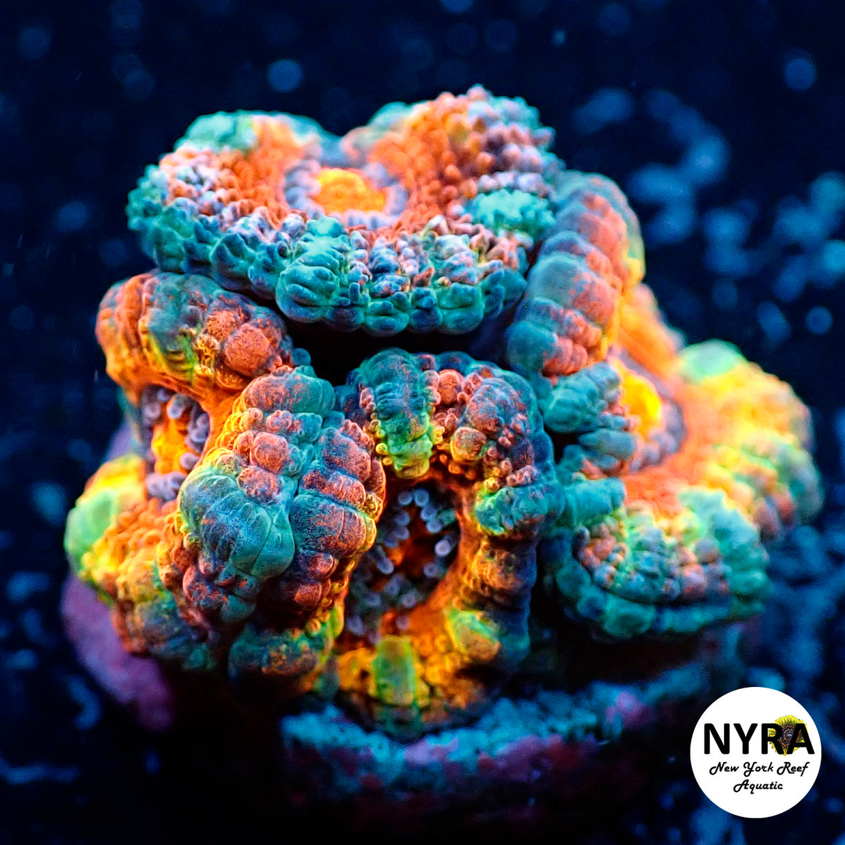 WYSIWYG NYRA Confetti Party Acan 4 Heads FT1N6