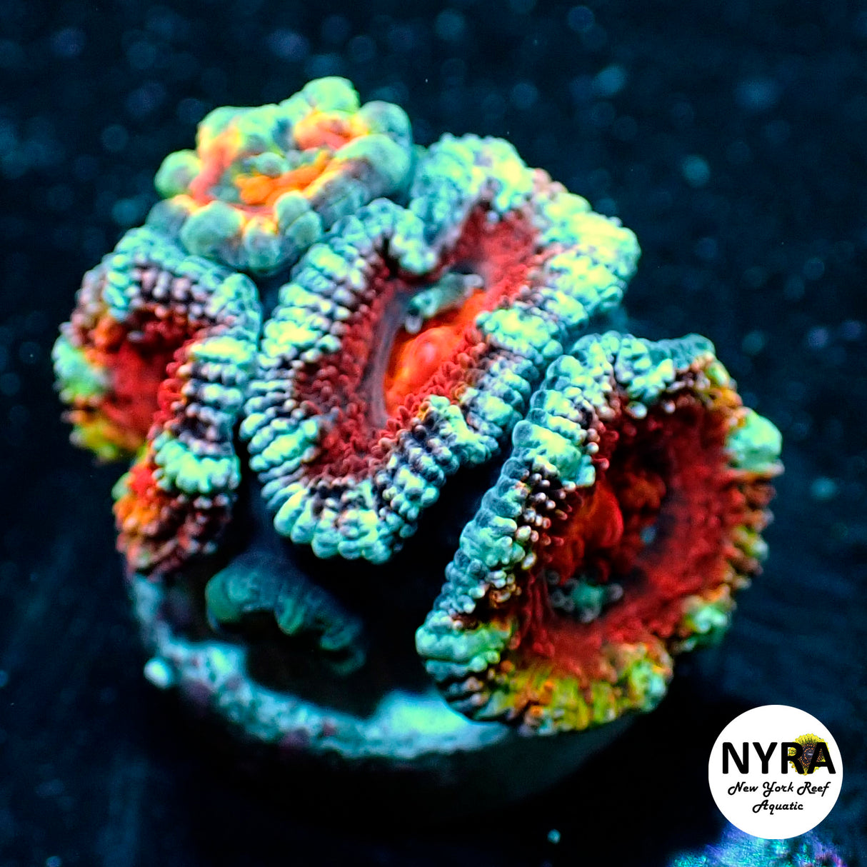 WYSIWYG NYRA Whiplash Acan 3 Heads FT1N7