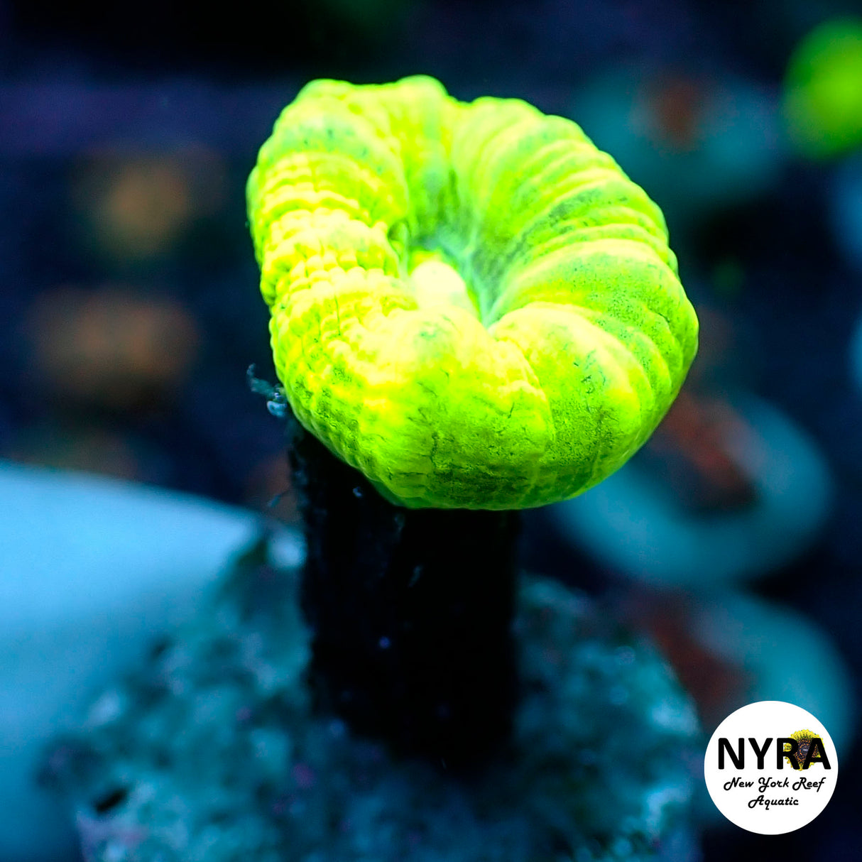 Oct Coral Drop WYSIWYG I FT1 Neon Green Candy Cane 15