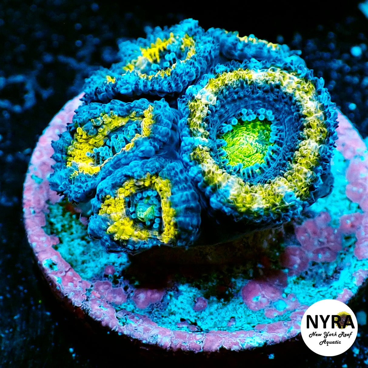 WYSIWYG NYRA Gold Rush Acan 5 Head FT1O1