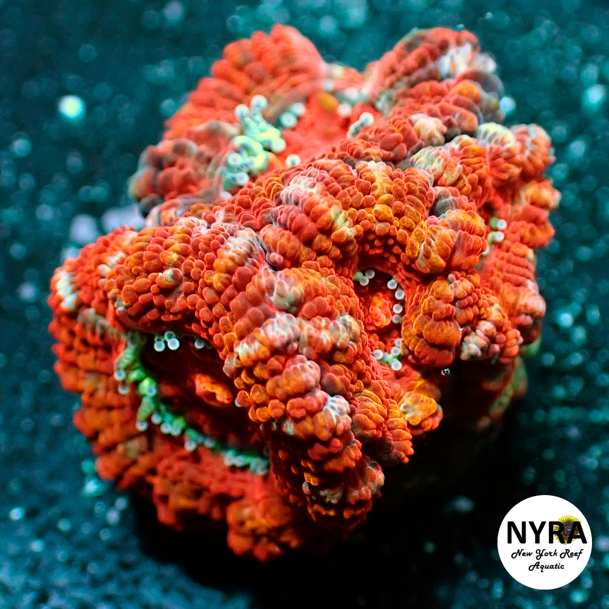 WYSIWYG NYRA Supreme Acan 4 Heads FT1O6