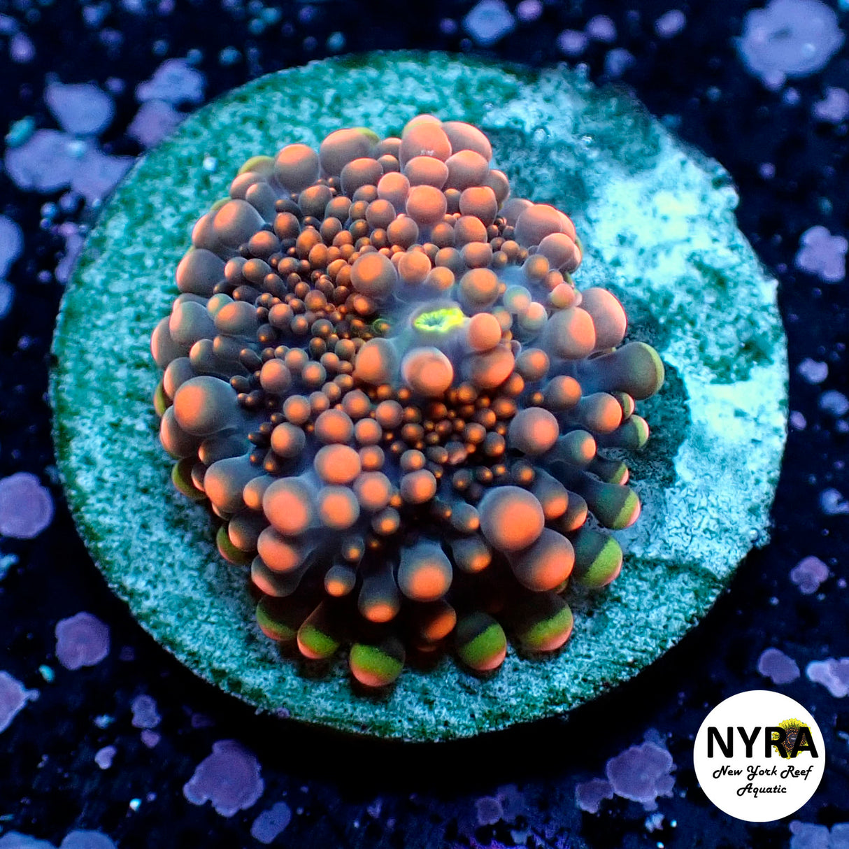Oct Coral Drop WYSIWYG I FT1 Orange Yuma 25