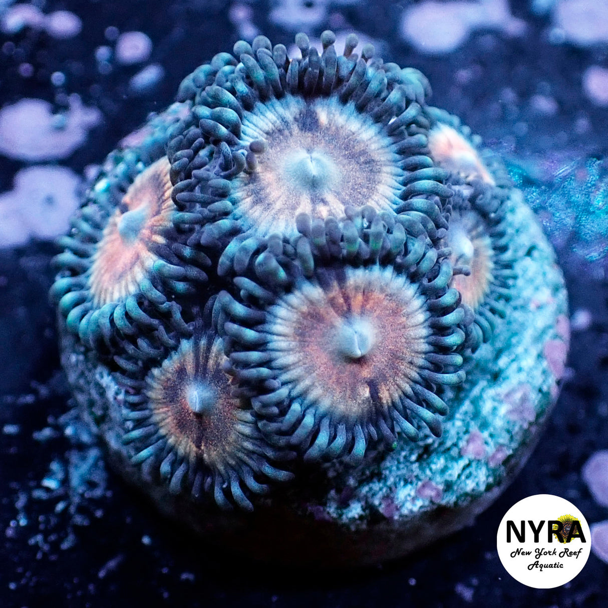 Oct Coral Drop WYSIWYG I FT1 Pink Mellows 20