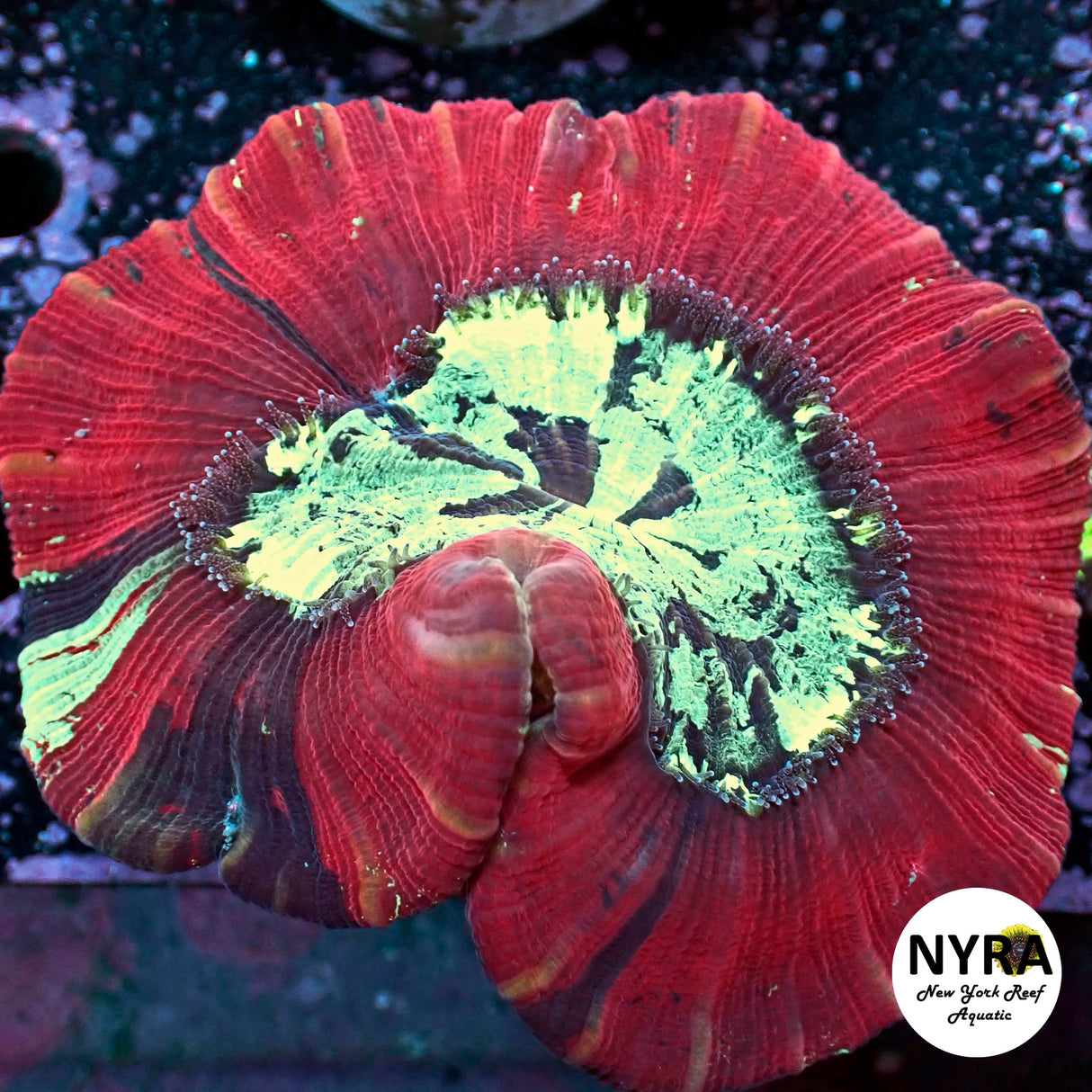 NYRA Red Stilleto Trachy