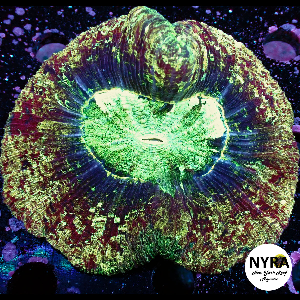 NYRA Golden Dreams Trachy