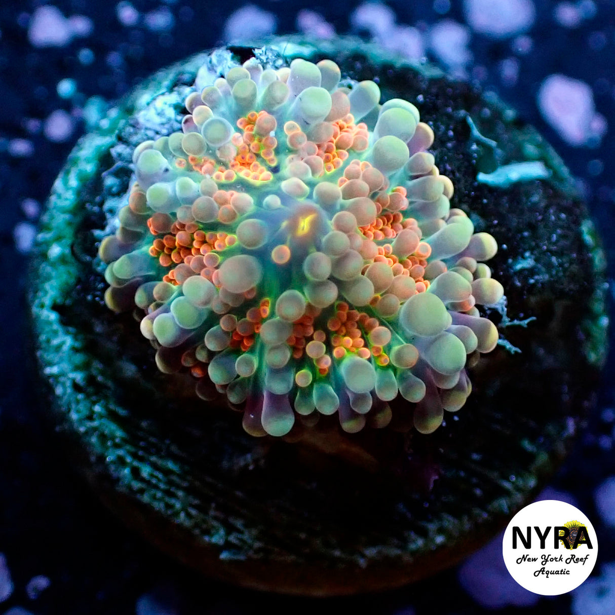 Oct Coral Drop WYSIWYG I FT1 Rainbow Yuma 30