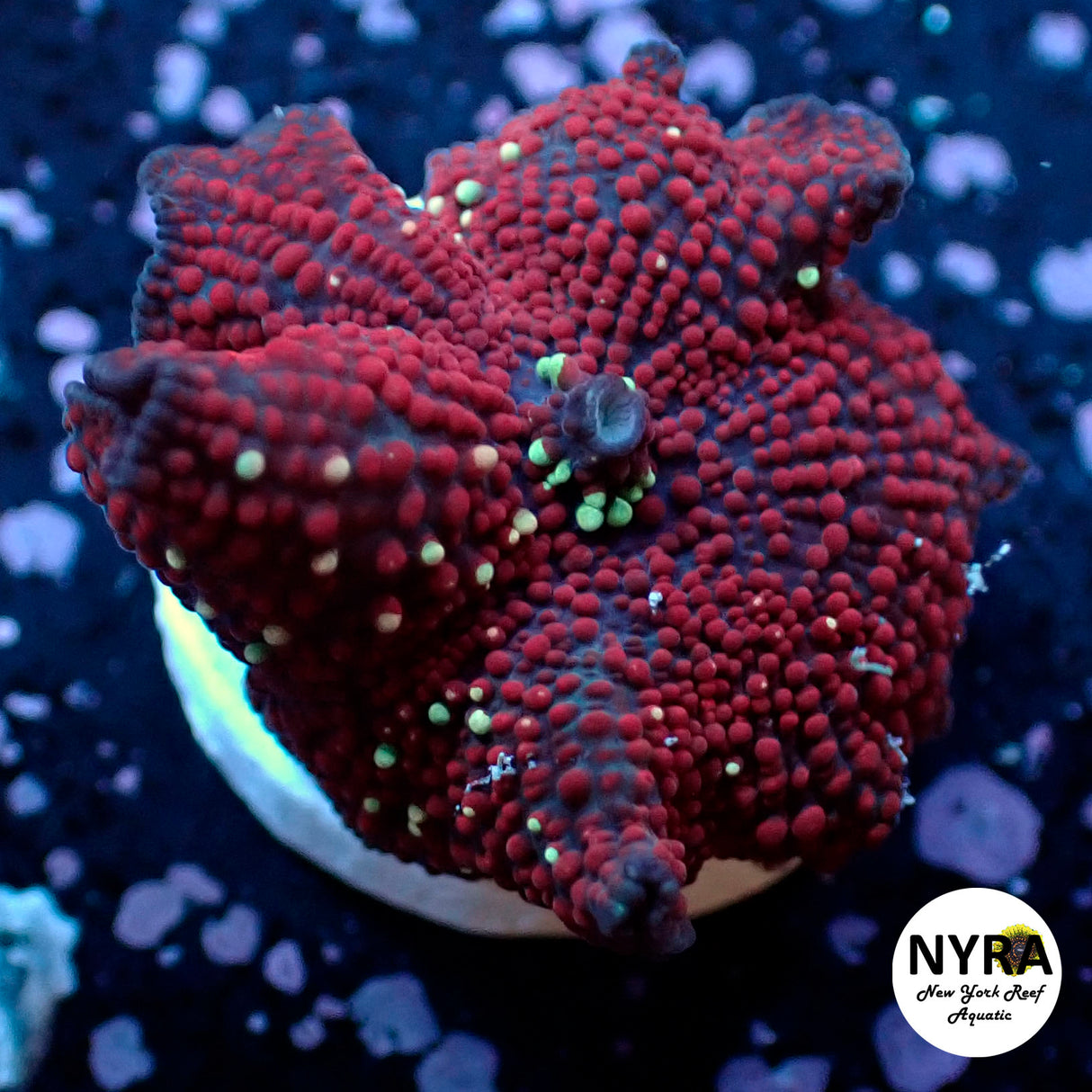 Oct Coral Drop WYSIWYG I FT1 Red Spotted Stellar mushroom 35