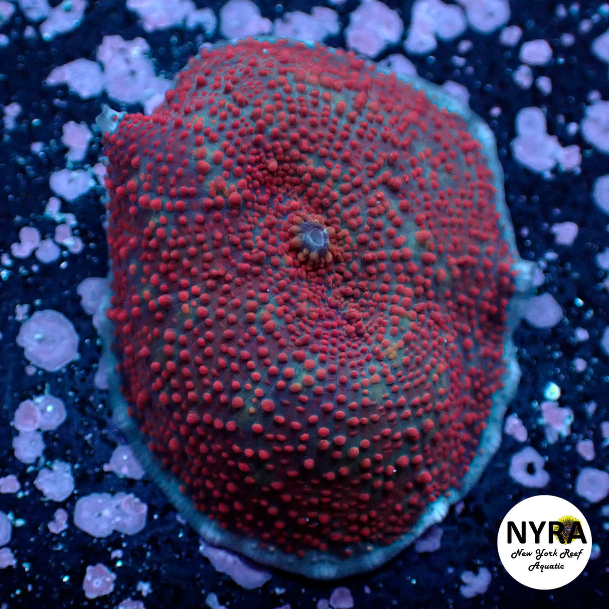 Oct Coral Drop WYSIWYG I FT1 Red Sunset mushroom 40