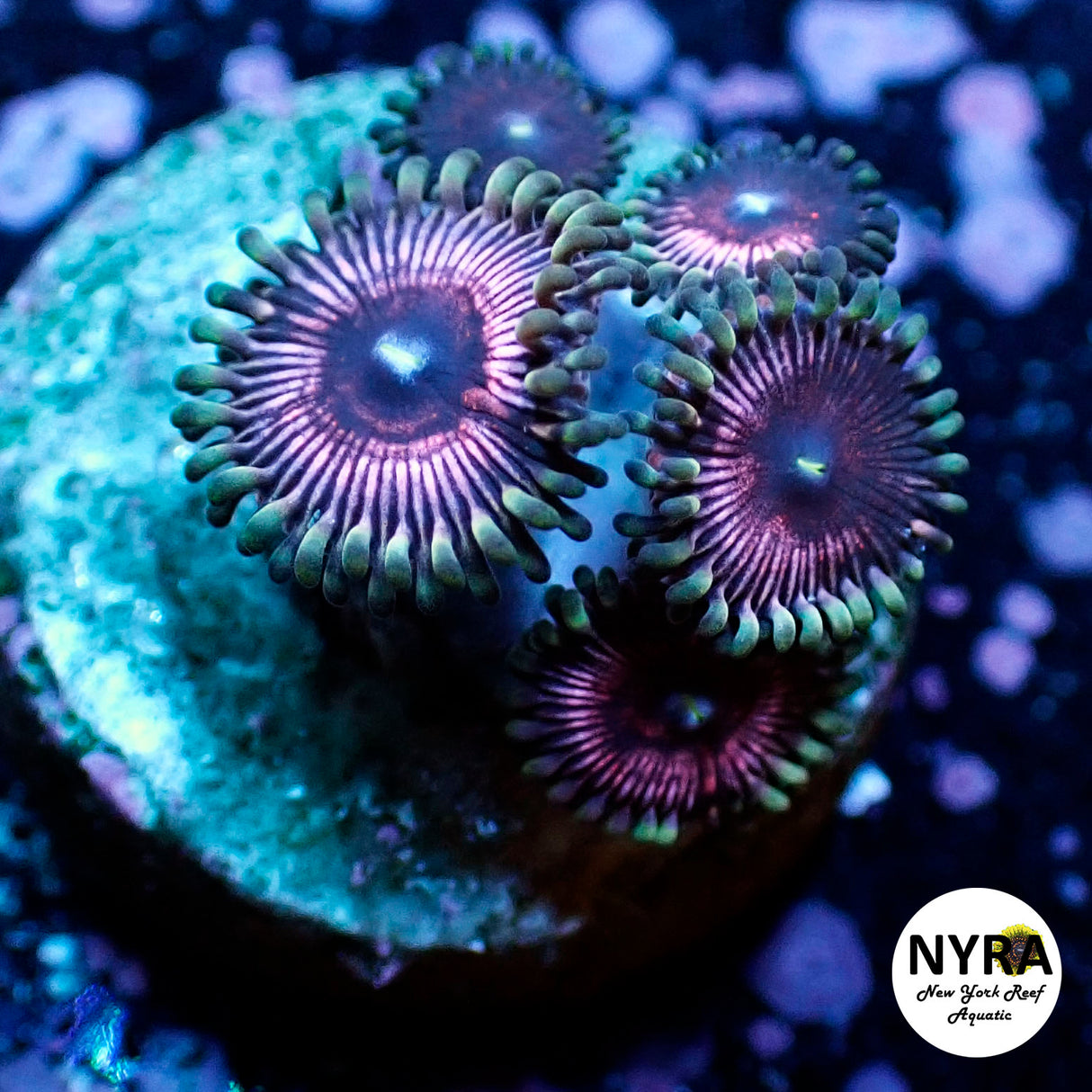 Oct Coral Drop WYSIWYG I FT1 Rumplestiltskin Zoanthid 20