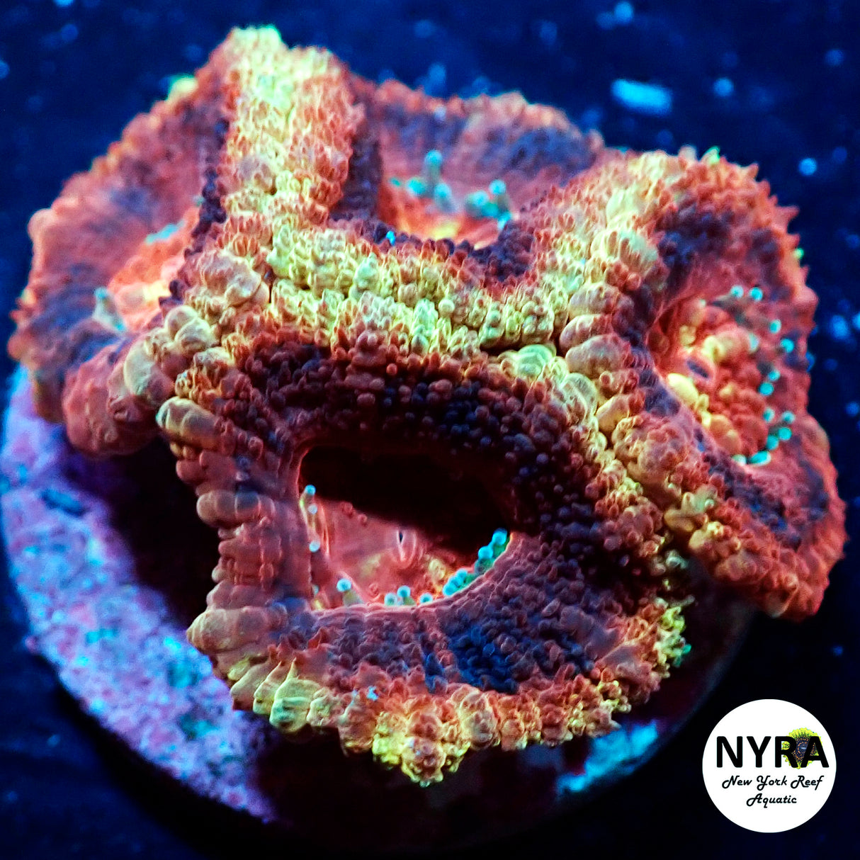 WYSIWYG NYRA Sonic Boom Acan 4 Heads FT1SUAI4