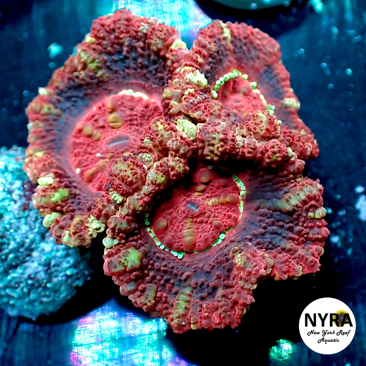 WYSIWYG NYRA Firestorm Acan 3 Heads FT1SUAI5