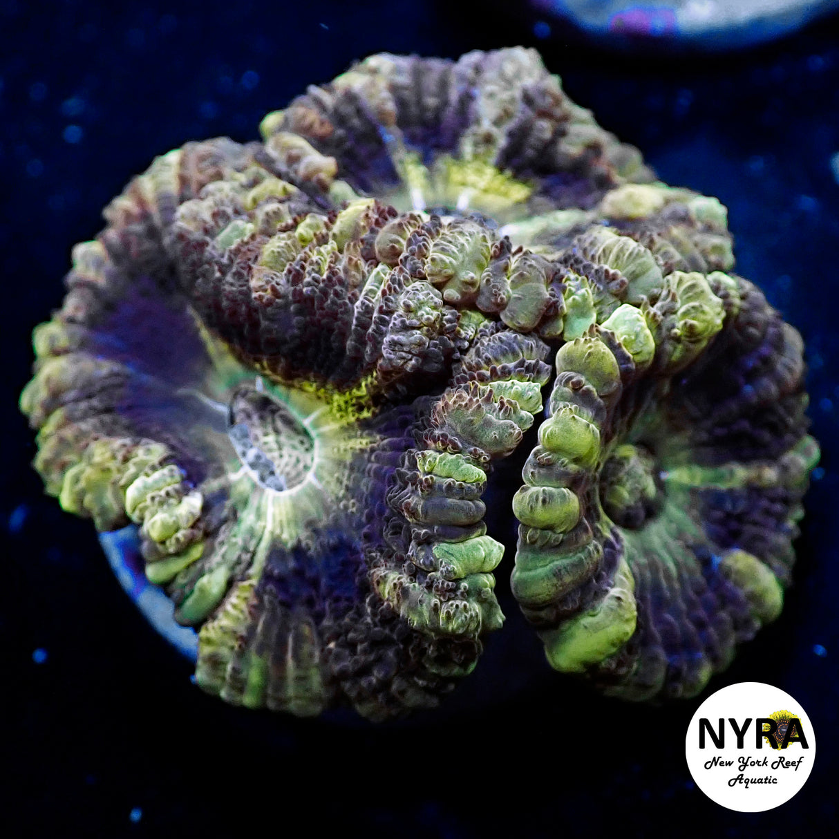 WYSIWYG NYRA Dynamite Acan 3 Heads FT1SUAI6