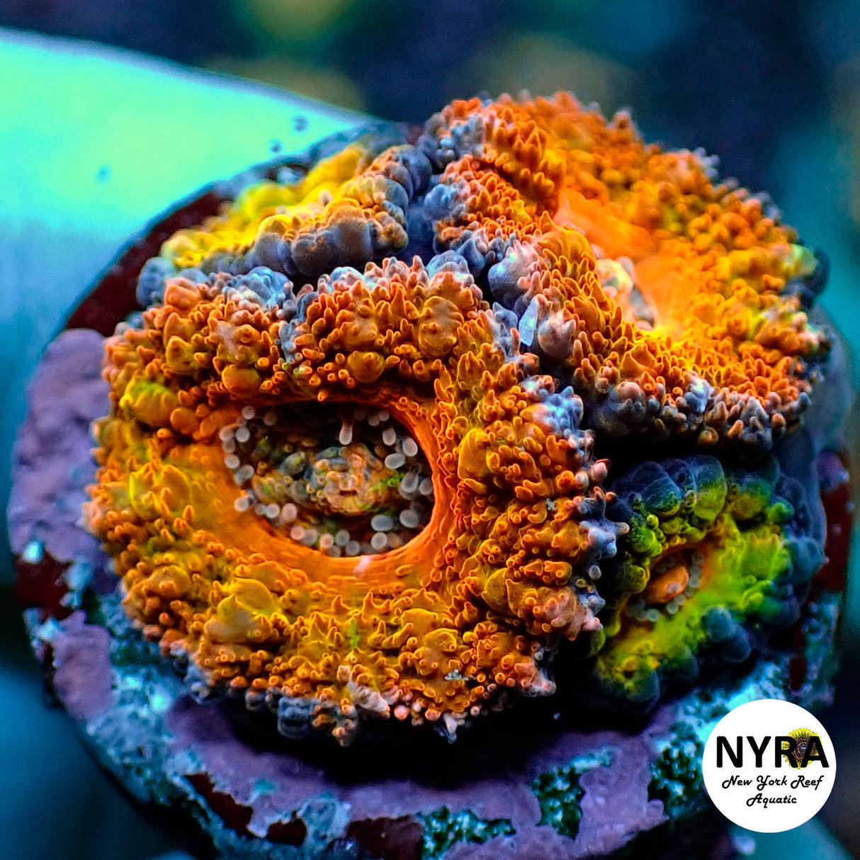 Oct Coral Drop WYSIWYG I FT1 Ultimate Party Animal Acan 75