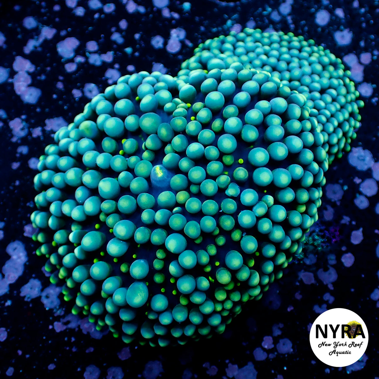 Oct Coral Drop WYSIWYG I FT1 XL Green Ricordea Yuma 25