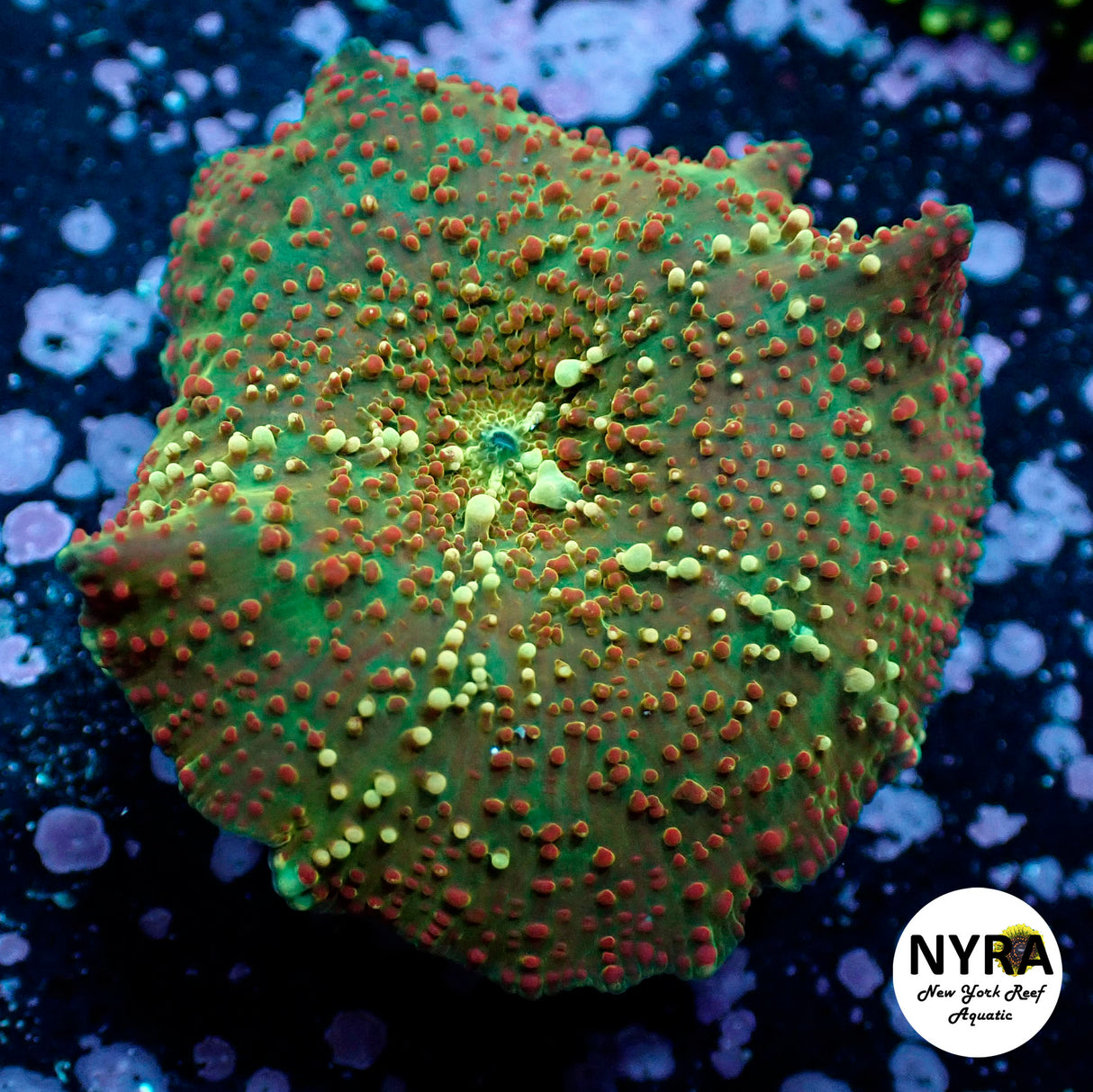 Oct Coral Drop WYSIWYG I FT1 XL Sunset Mushroom 45