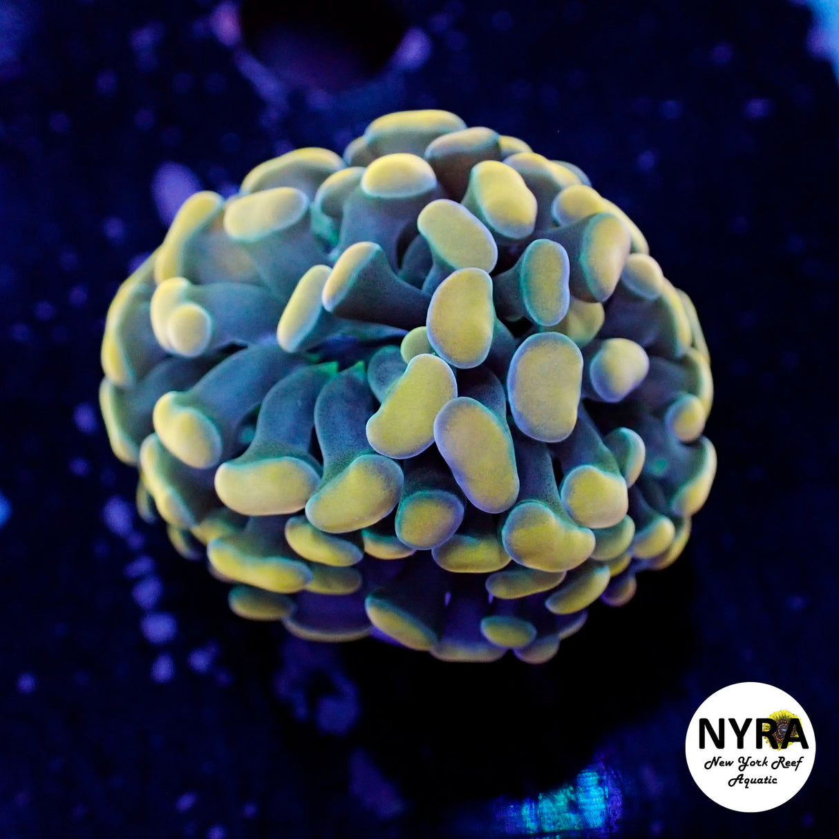 Oct Coral Drop WYSIWYG I FT2 Gold Hammer 30
