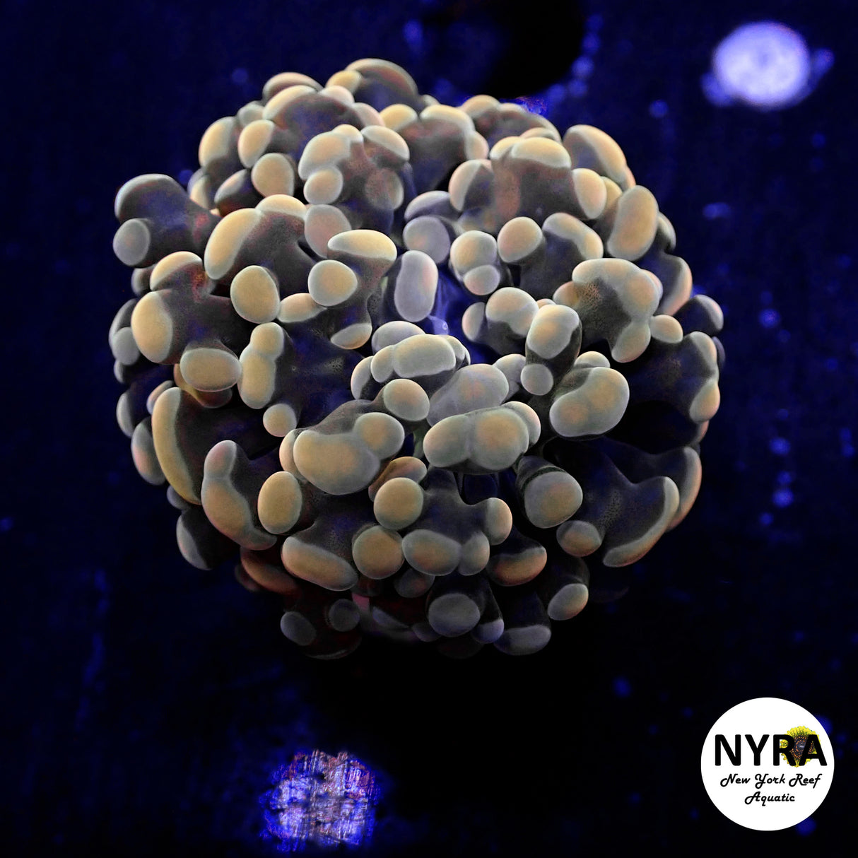 Oct Coral Drop WYSIWYG I FT2 Gold Hammer 35
