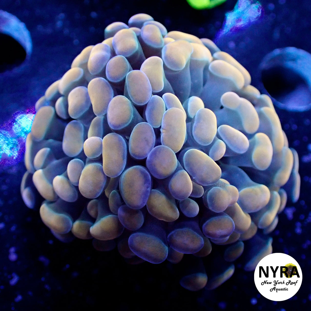 Oct Coral Drop WYSIWYG I FT2 Gold Hammer 45