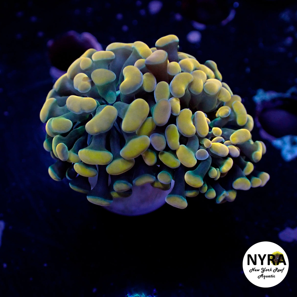 Oct Coral Drop WYSIWYG I FT2 Gold Hammer 50