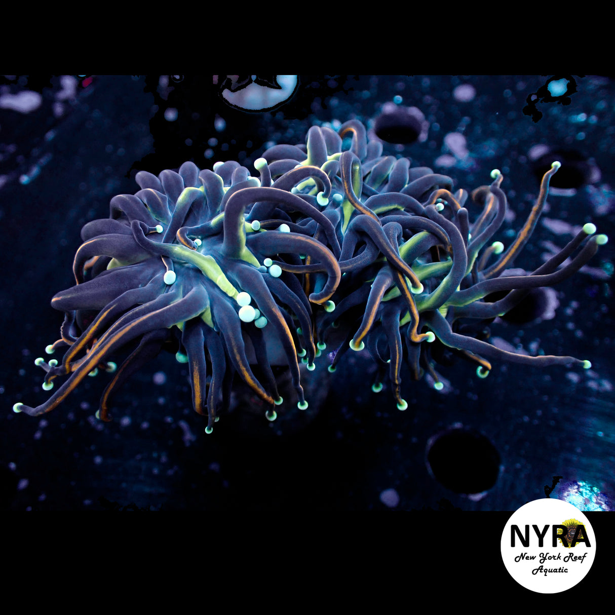 Oct Coral Drop WYSIWYG I FT2 Jester Torch 99