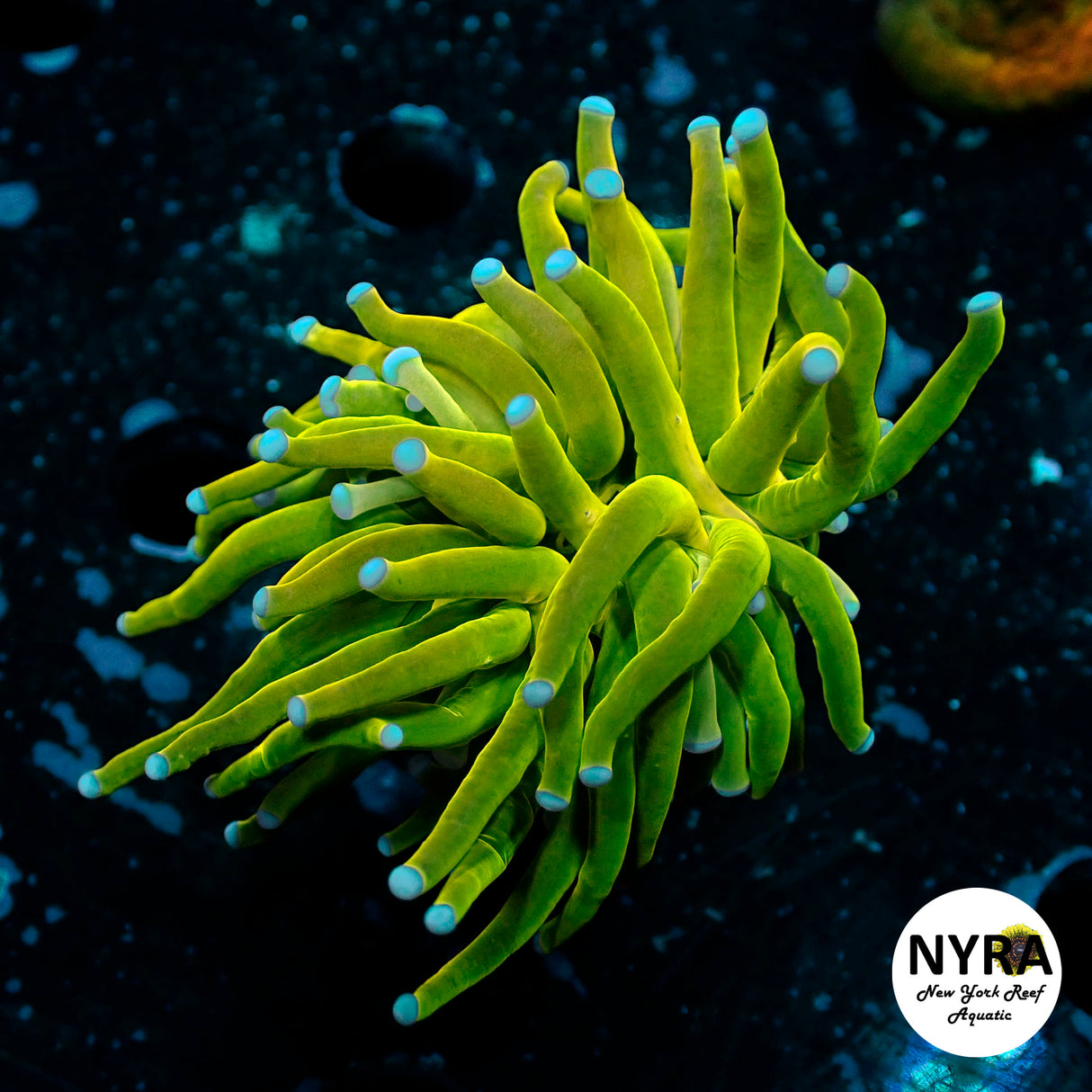 Oct Coral Drop WYSIWYG I FT2 NYRA My Nanners Torch 149