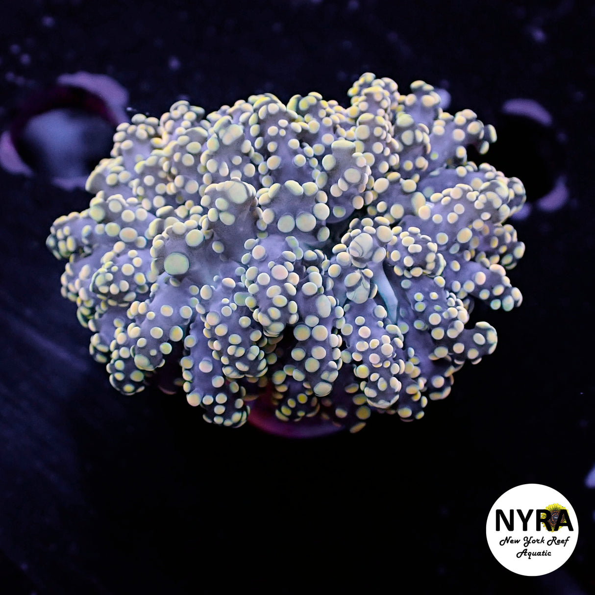 Oct Coral Drop WYSIWYG I FT2 Peach tip Frog 45
