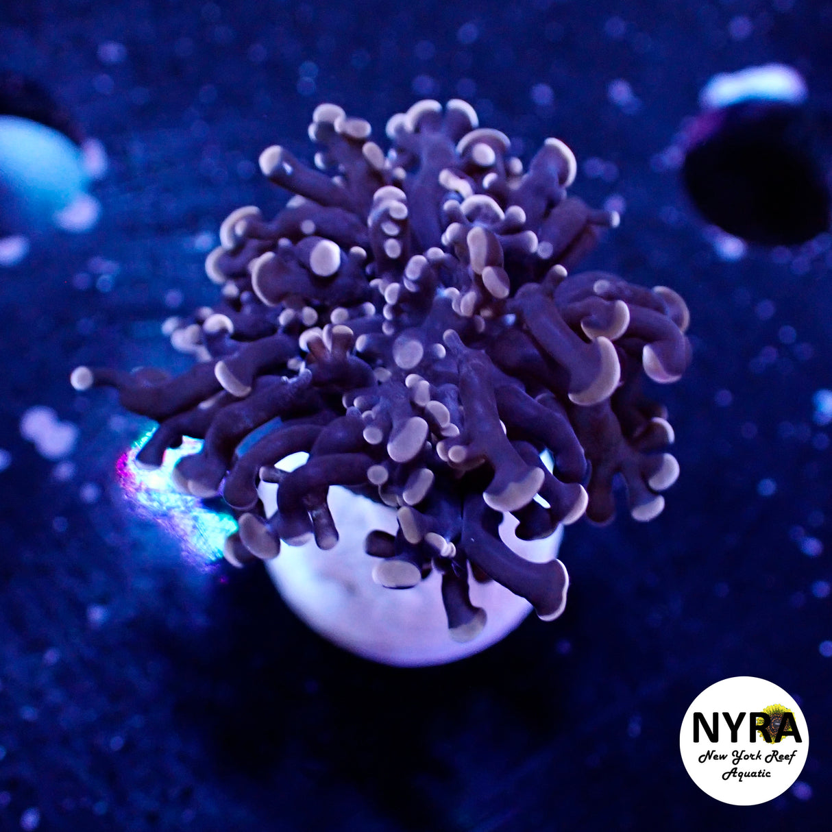 Oct Coral Drop WYSIWYG I FT2 Pink Frogspawn 40
